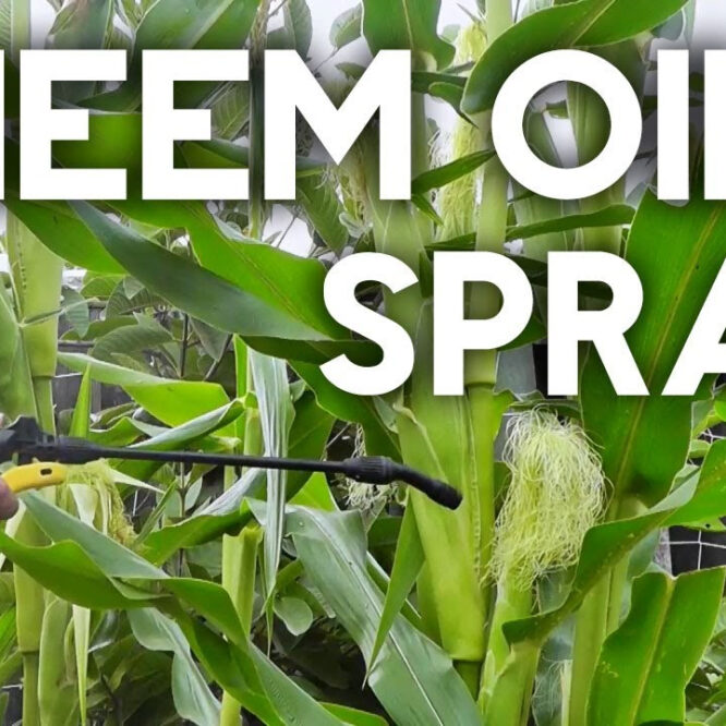 How to Use Neem Oil as an Organic Insecticide?